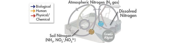 The Nitrogen Cycle Other soil bacteria obtain energy by converting nitrates into