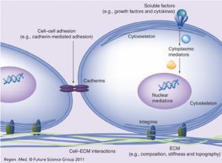 Biomolecules Communication and molecular signaling conduit Cytokines Growth Factors and Receptors Cell adhesion molecules Li et al., Regen Med.