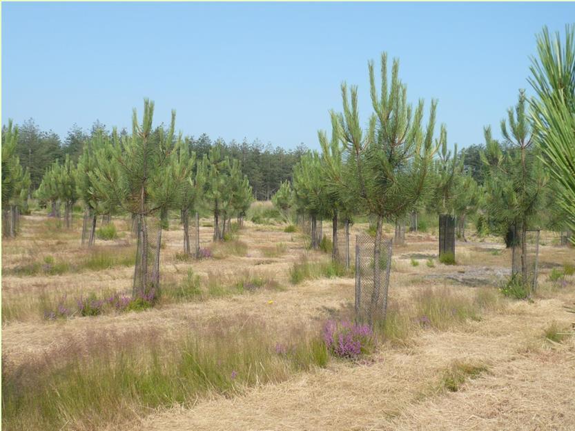 1/ Identities / pedigree control Objectives for the maritime pine breeding population: molecular identity for each genotype pedigree validation Methods: genotyping of clonal archives (all ramets
