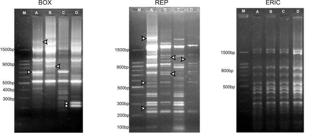 rep-pcr with primers