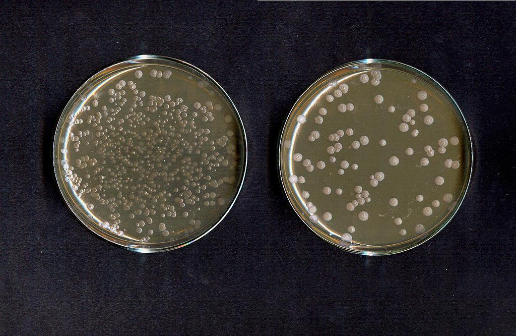 Paenibacillus