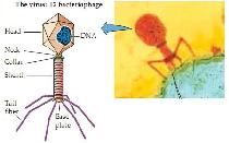 liệu di truyền của phage T2