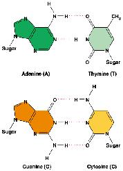 Crick xây dựng thành công mô hình cấu trúc phân tử Base pairing in Purine adenine (A) guanine (G) Pyrimidine thymine (T) cytosine (C) Pairing A:T 2 bonds C:G 3 bonds Đặc điểm của mô hình cấu trúc