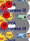do: Polymerase III no to bond
