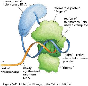 Telomeres polymerase I polymerase III RNA telomerase