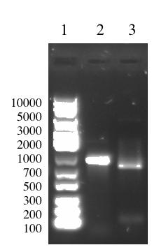 Figure 4: Digested Overhang Lys. (1) DNA Ladder (2) Undigested Overhang Lys (3) Digested Overhang Lys Discussion and Troubleshooting The digested overhang lys is 795 bp in size.