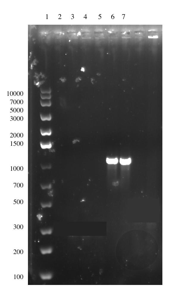 Sample Calculation No further calculations were done. Results and Conclusions The result of the colony PCR is shown in the figure below.