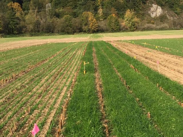 Photo shows a farm demonstration plot of relay cropping (right) and