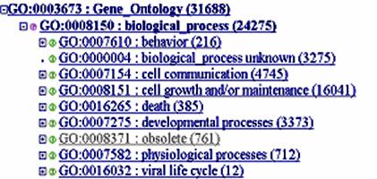 Biological process Gene Ontology Cell growth and/or maintenance Cell cycle Metabolism Cell organization and biogenesis Three hierarchies: Molecular function Biological process Cellular component