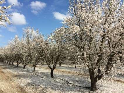 California Almond Industry Yield Improvements Higher Density Less