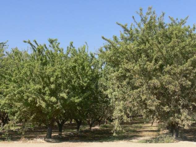 Almond Water Use California orchards are characterized by high