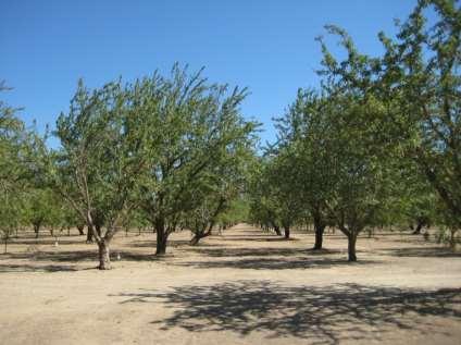 Almond Water use Next Season s Effects 35%