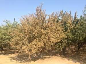 Almond Leaf Scorch California Perspective Causal Agent: Xylella fastidiosa 2 strains have been