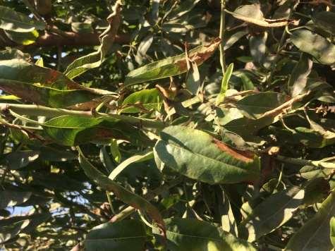 Almond Leaf Scorch