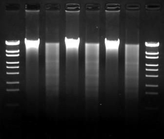 4. PCR of DNA extraction from a grain of Rice PCR could be performed using 0.1 µl of the DNA extracted from a grain of rice as a template without any blocking.