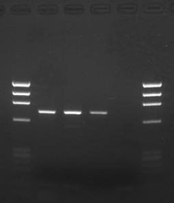 Lane 4 :Template was Koshihikari boiled rice DNA. Lane 5 :No Template Control *10 µl of PCR products was run on a 2% Agarose S gel. 5. DNA extraction from Rape seed and Restriction Enzyme digestion DNA could be extracted from rape seed with this kit.