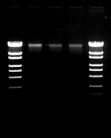 6. Absorption spectrum of Rape seed DNA The absorption peak in the vicinity of A260 shows that DNA extracted with this kit is high purity. Abs 0.50 0.45 0.40 0.35 0.30 0.25 0.20 0.15 0.10 0.05 0.