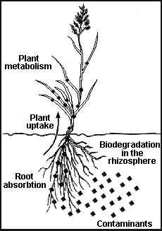 Biofiltration Pollutant Removal Mechanisms Physical/Chemical Processes o Filtration o Adsorption/Absorption o