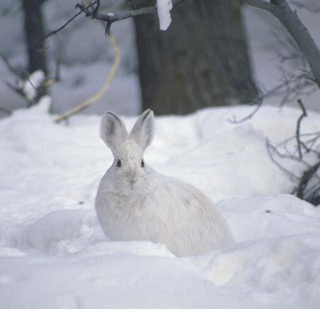 Snowshoe Hare browsing damage on seedling trees underplanted in Dothistroma and MPB attacked