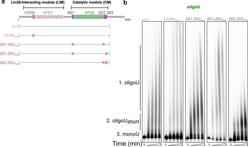 Supplementary Figure 6 OligoU activities of mtut4 zinc binding mutants. (a) Domain layout of mtut4.