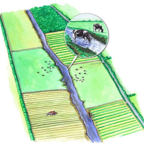 Figure 4a: Rural land use pressures on riparian vegetation This illustration shows how using land up to the edge of