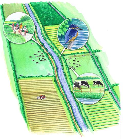 Figure 4b: Rural land use improvements to riparian vegetation This illustration shows potential