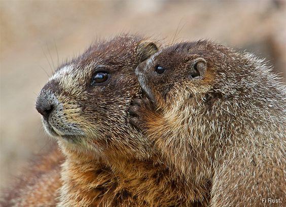 Yellow-bellied marmot genome Gabriela Pinho