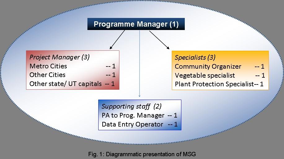 4.2. FUNCTIONS OF MSG The broad tasks of the MSG will be as follows: i) Work as the single point support system of DAC to implement the vegetable programme in targeted cities MSG will function as the