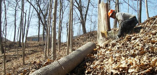 In late 2006, Stewardship, Inc. (CLS) initiated restoration of one of the few remaining bluff and ravine ecosystems in the Chicago Region. In partnership with Conservation Design Forum, Inc.