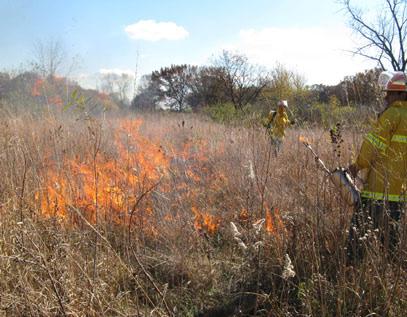 In 2008 Stewardship (CLS), was retained by Friends of the Forest Preserves to begin invasive species removal and management within specified areas of the