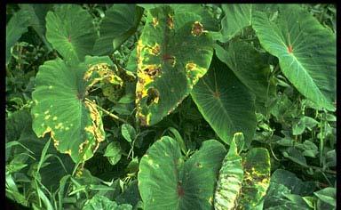 TARO LEAF BLIGHT Phytophthora colocasiae First identified on east coast of Upolu in May-June 1993 Early