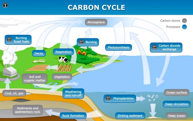 environment through: Photosynthesis: changes light energy to chemical energy Carbon RETURNS to atmosphere by: 1.
