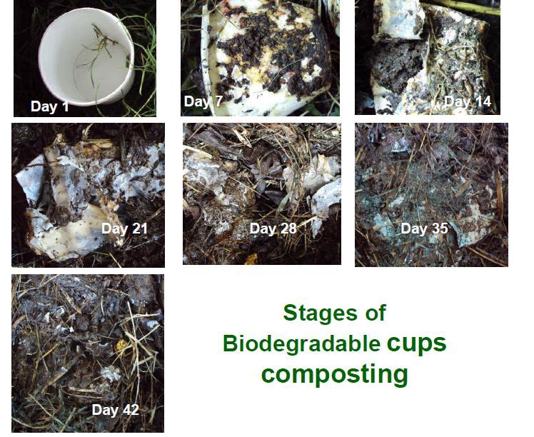 Paper cups with bio based coatings