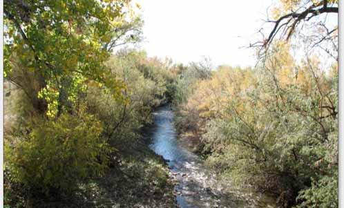 Stream flow, cottonwoods and salt cedar 53