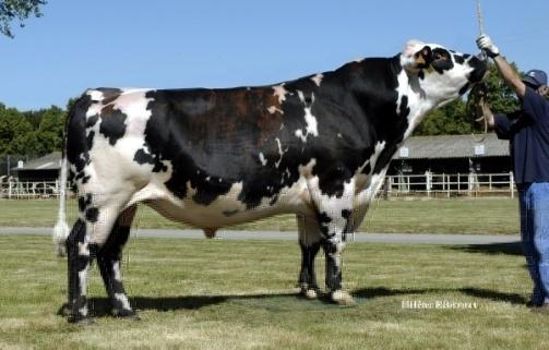 . Granddaugthers ~600 sires/breed genotyped with the