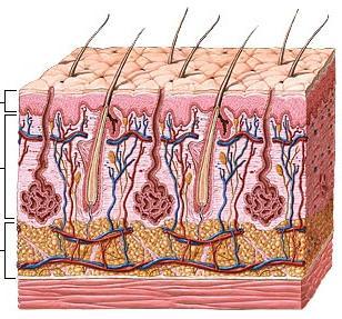 stem cells are located directly under the epidermis.
