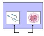 cell sperm cells egg cell ectoderm