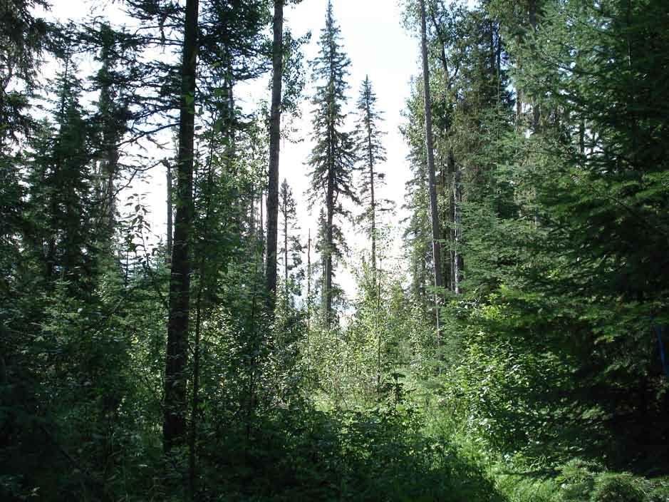 The coniferous stands with 50% residuals had a lower density of suckers, both because of the more intense shading of the spruce and because of the reduced density of