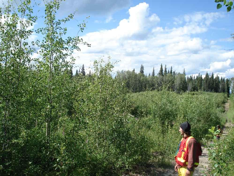 Overall, the partial harvesting was more beneficial to the regeneration of the planted spruce compared to the natural regeneration of the shade-intolerant aspen.