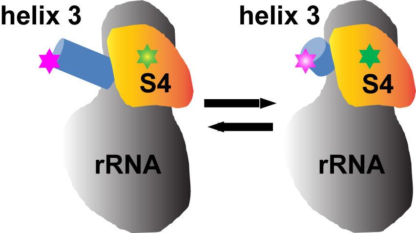 (a) (b) Supplementary Figure 12 The dynamics of the ribosomal protein S4-rRNA complex.