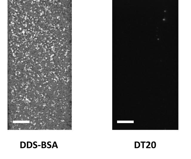 Supplementary Figure 4 Fluorescence images of 50 nm Cy5-labeled DinB nonspecifically bound on the DDS-BSA and DT20 surfaces.
