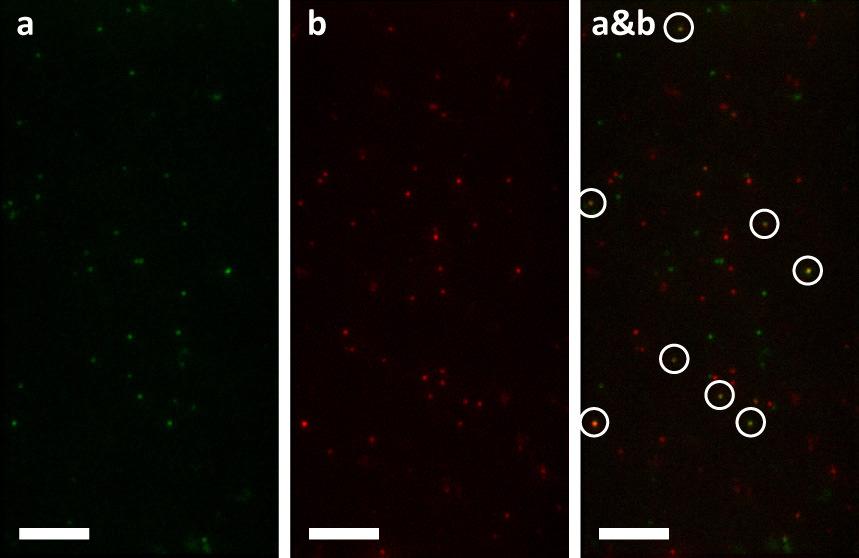 Supplementary Figure 5 Fluorescence images of nonspecifically bound Cy5-labeled DinB in the same area of the DT20 surface without embedded BSA or NeutrAvidin.