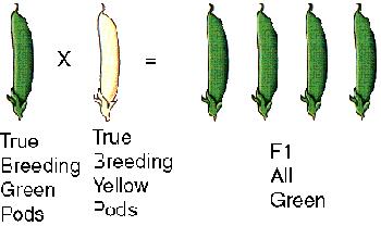 Other Example: Pods color - cross-pollination between true breeding