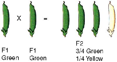 Other Example: Pods color - self-pollination of green F1 plants - ¾ in F2 green, ¼ yellow - 3