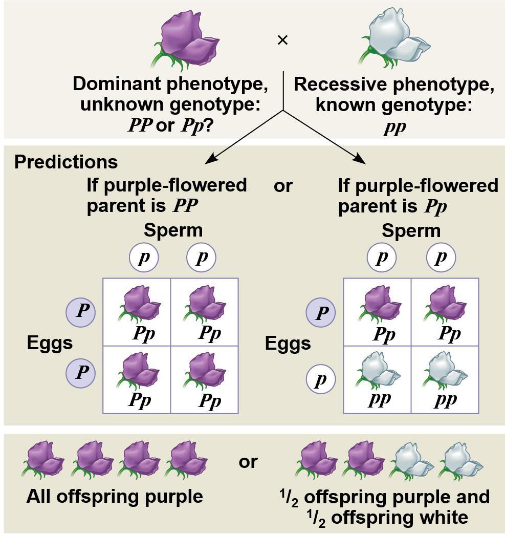 How can we tell the genotype of an individual with the dominant phenotype?