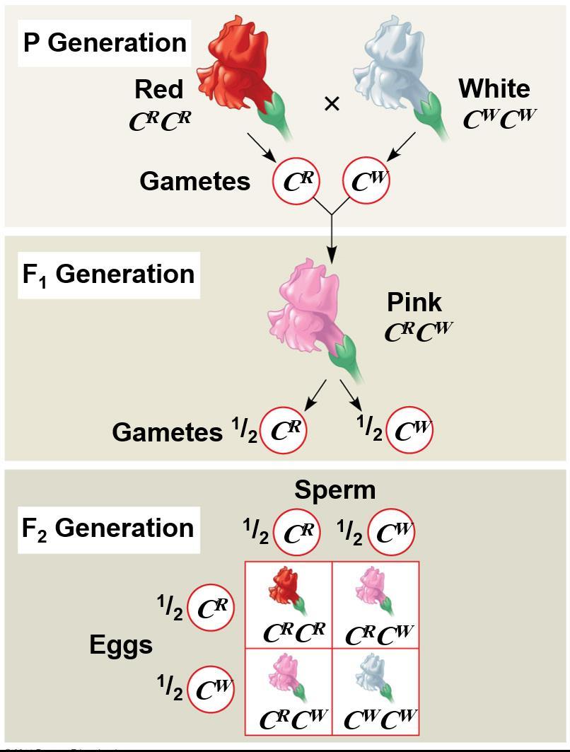 Degrees of Dominance Complete dominance occurs when phenotypes of the heterozygote and dominant homozygote are identical In incomplete dominance, the phenotype of F1 hybrids is somewhere between the