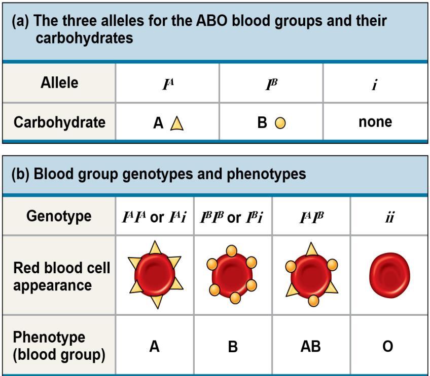 Multiple Alleles (Codominance) Most genes exist in populations in more than two allelic forms For example, the four phenotypes of the ABO blood