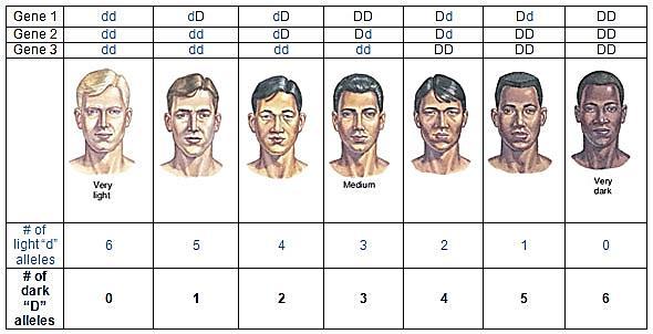 Polygenic Inheritance Skin color in humans is an example of polygenic inheritance Quantitative characters are those