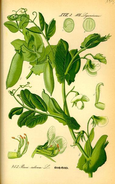 Experiments with Pea Plants Pea plants have several advantages for genetics. Pea plants are available in many varieties with distinct heritable features (characters) with different variants (traits).