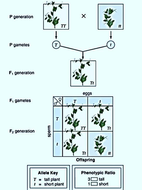 Mendel s law of segregation By carrying out these monohybrid crosses, Mendel determined that the 2 alleles for